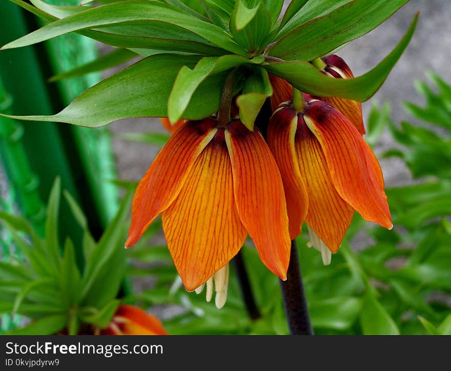 Flower, Plant, Crown Imperial, Flowering Plant