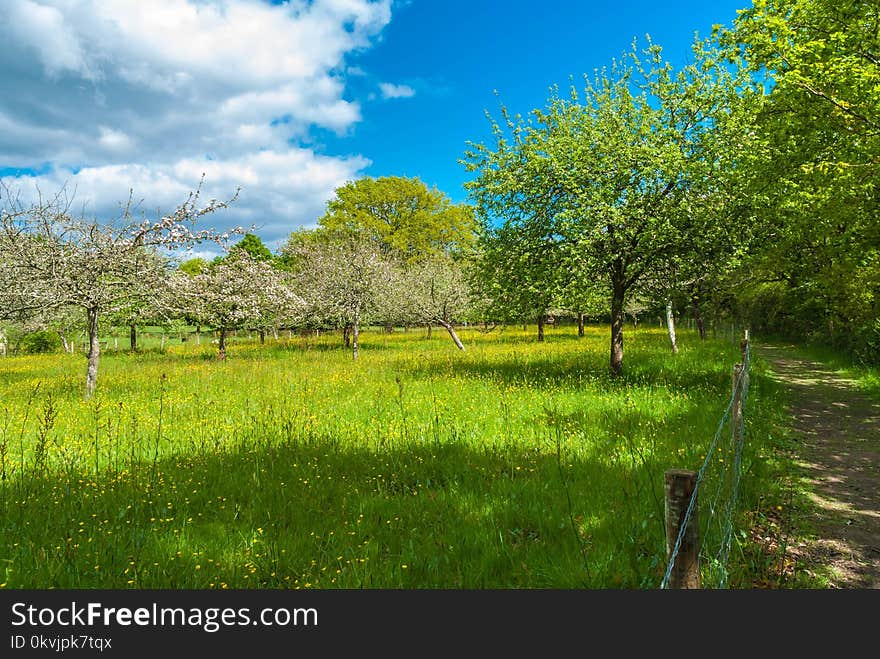 Grassland, Vegetation, Sky, Ecosystem