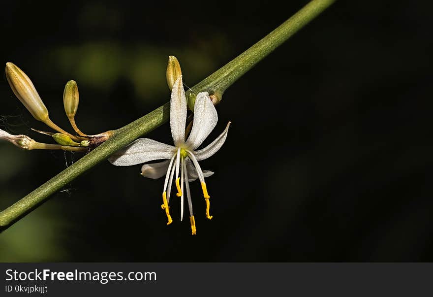 Flora, Plant, Flower, Honeysuckle