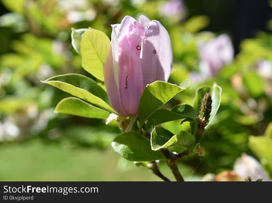 Flower, Plant, Flowering Plant, Flora