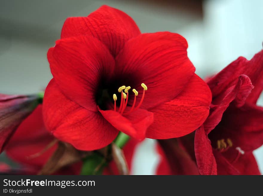 Flower, Red, Flowering Plant, Plant