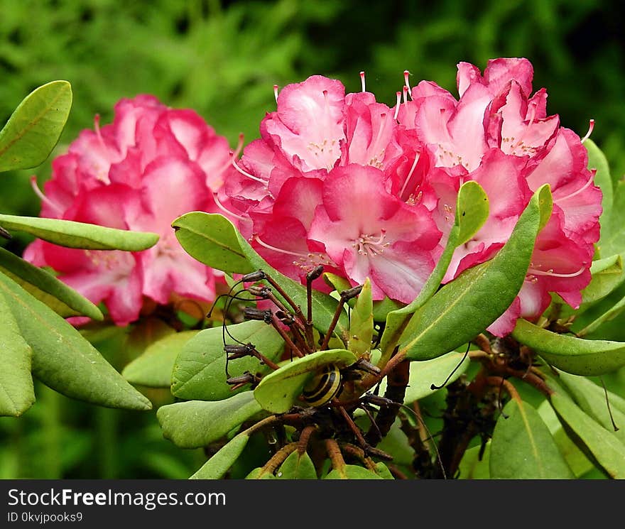 Plant, Flower, Pink, Woody Plant