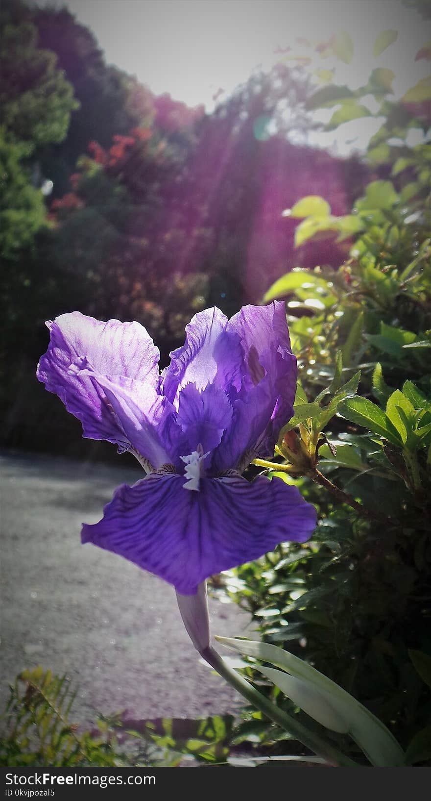 Flower, Plant, Purple, Flora