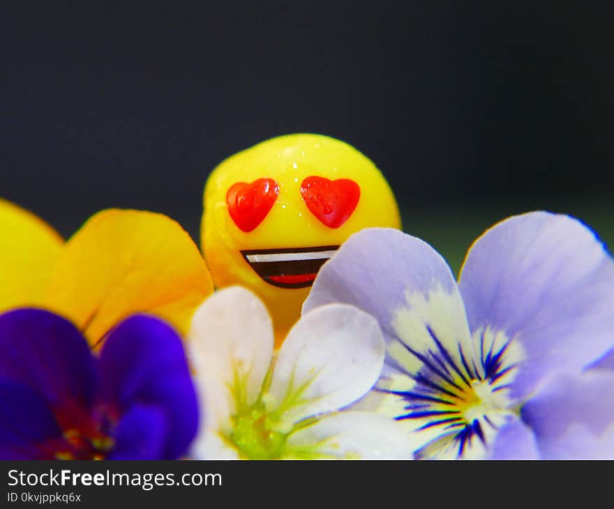 Flower, Yellow, Close Up, Macro Photography