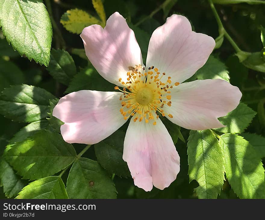 Flower, Rosa Canina, Rose Family, Flowering Plant