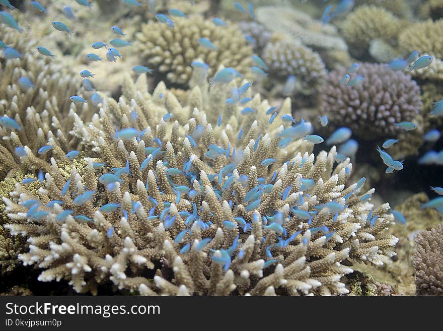 Coral Reef, Coral, Reef, Stony Coral