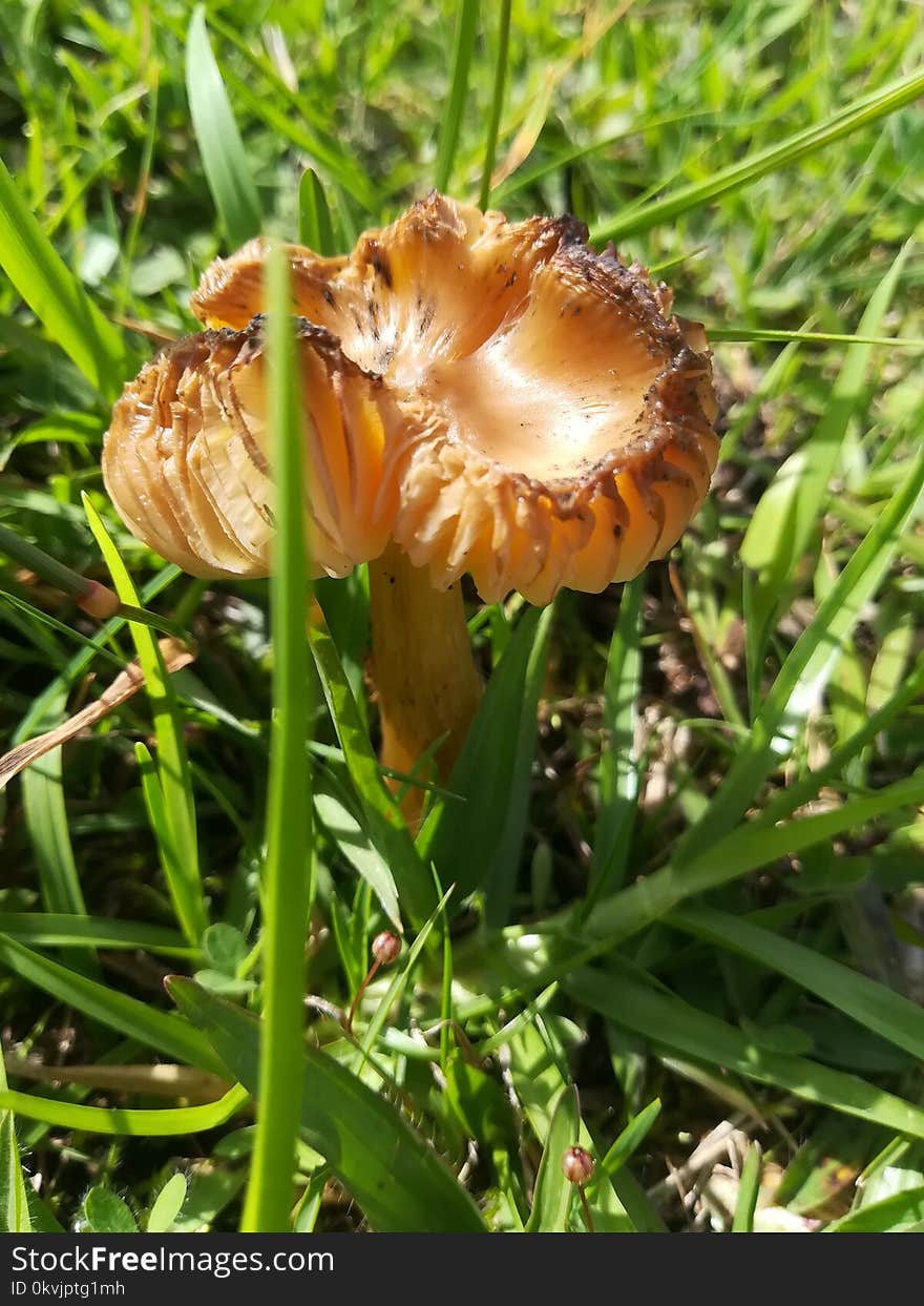 Mushroom, Fungus, Edible Mushroom, Agaricaceae