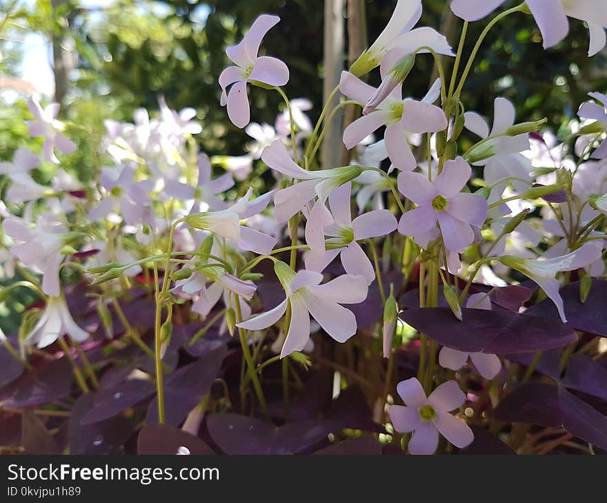 Plant, Flower, Flora, Flowering Plant