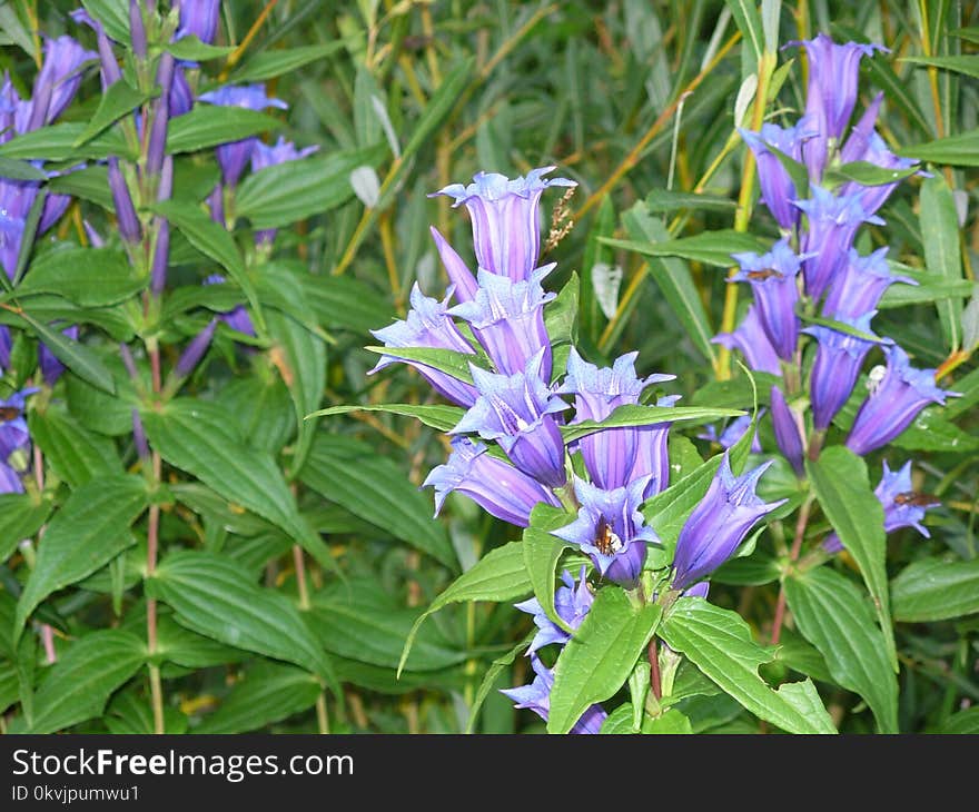 Plant, Flora, Flower, Common Sage