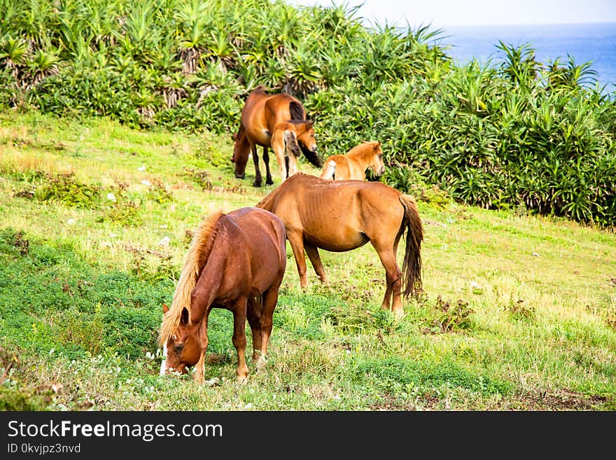 Pasture, Ecosystem, Grazing, Fauna