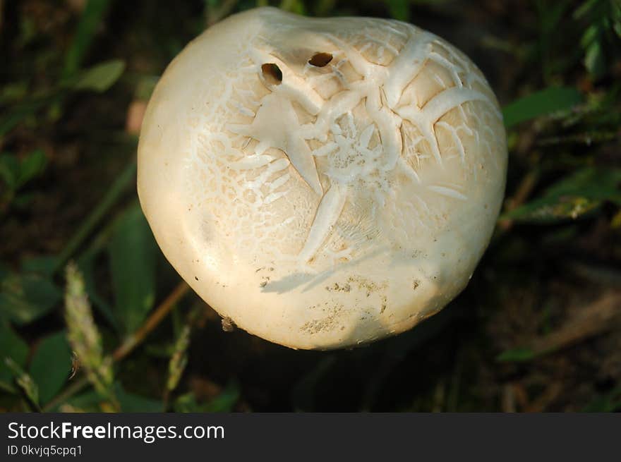 Mushroom, Fungus, Agaricaceae, Agaricomycetes