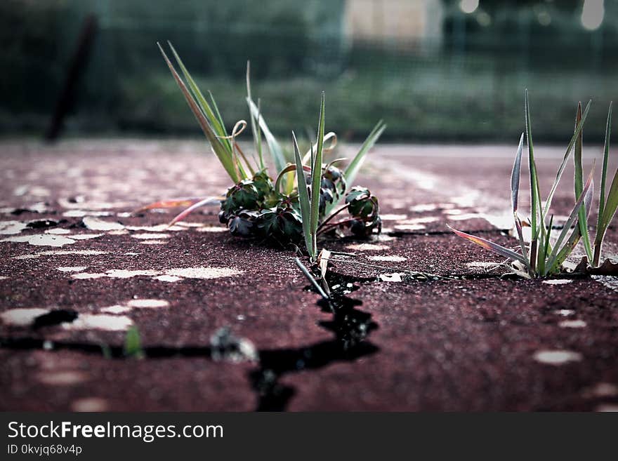 Plant, Water, Leaf, Flora