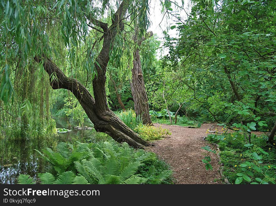 Vegetation, Ecosystem, Nature, Nature Reserve