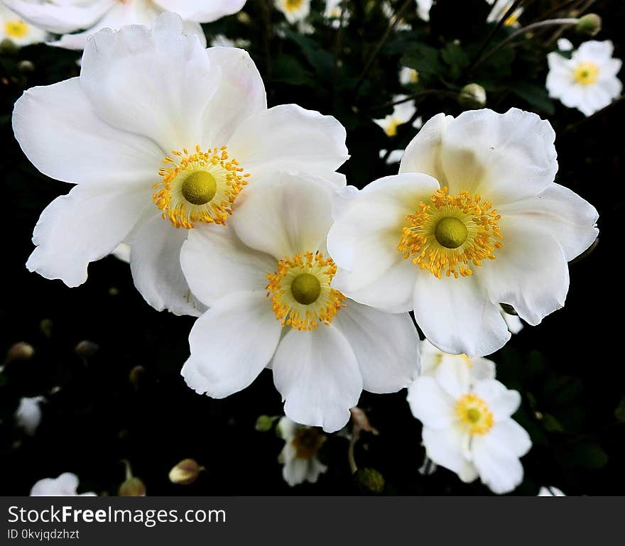 Flower, Flowering Plant, Plant, Flora