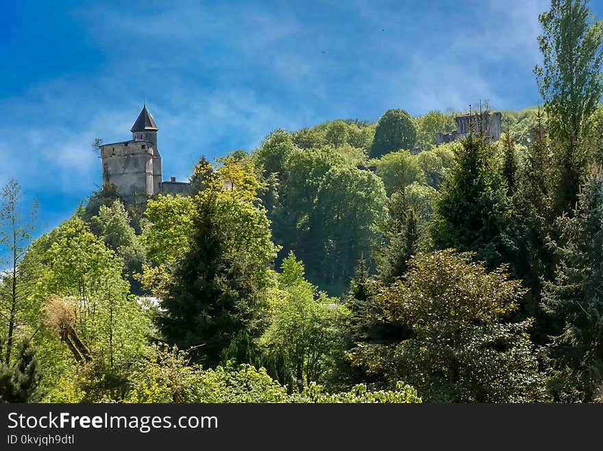 Nature, Sky, Vegetation, Tree