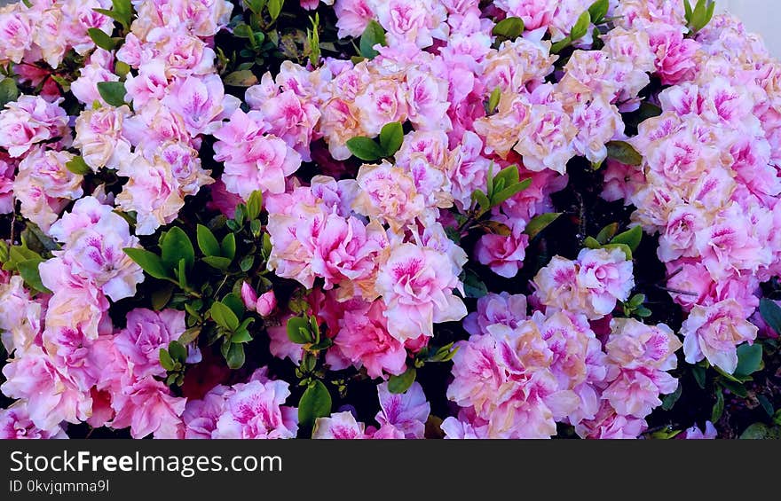 Flower, Plant, Pink, Flowering Plant