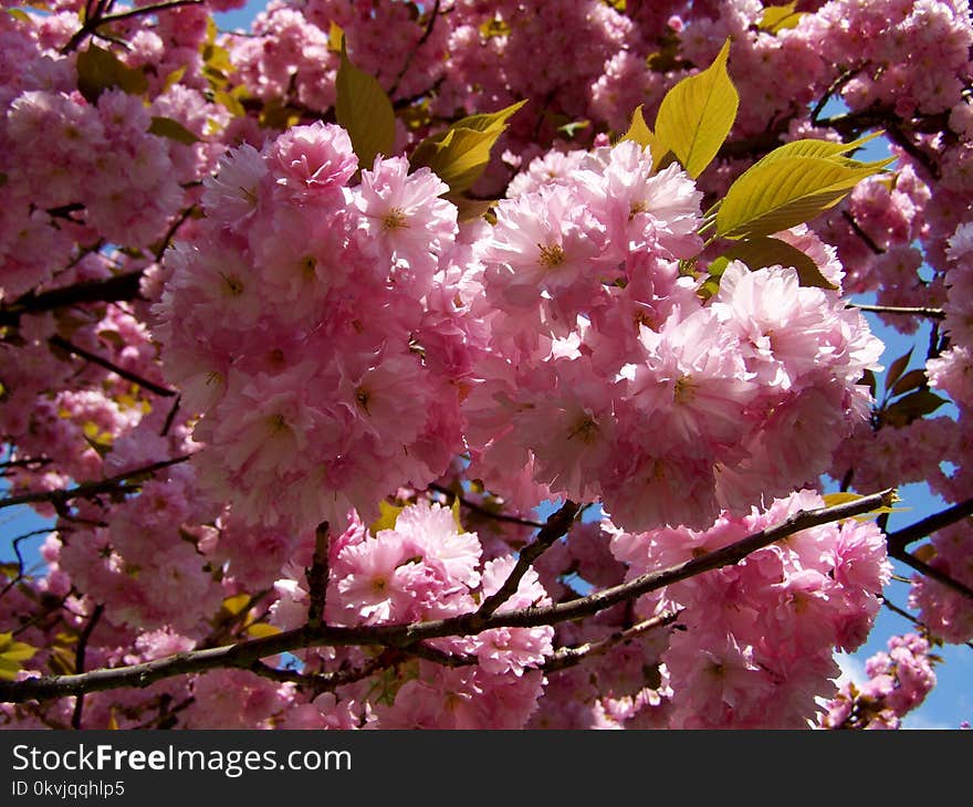 Blossom, Pink, Cherry Blossom, Spring