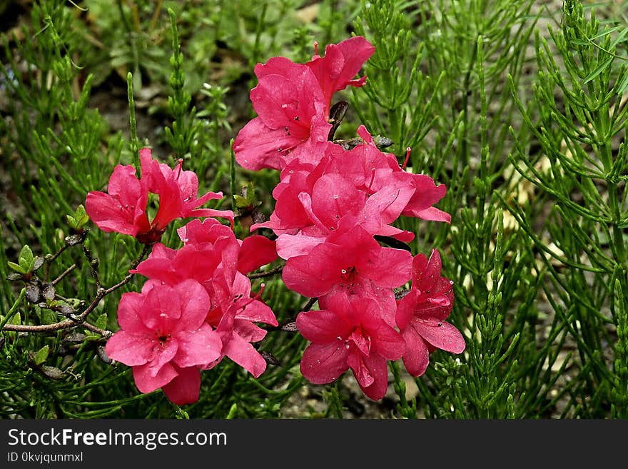 Flower, Plant, Pink, Flowering Plant