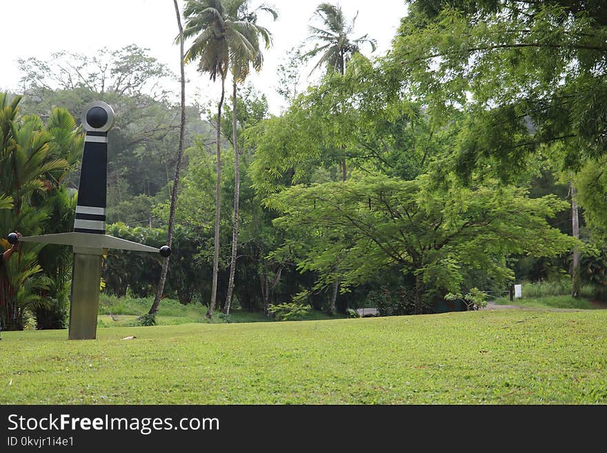 Tree, Vegetation, Grass, Lawn