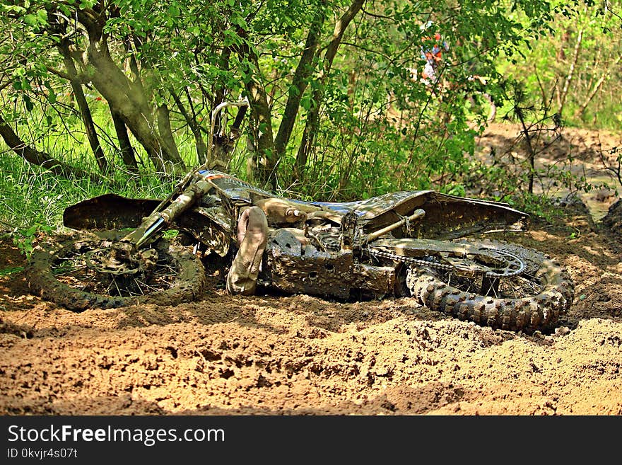 Tree, Reptile, Soil, Landscape