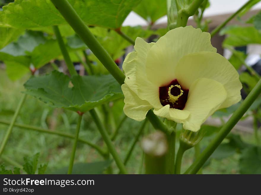 Plant, Flower, Okra, Flora