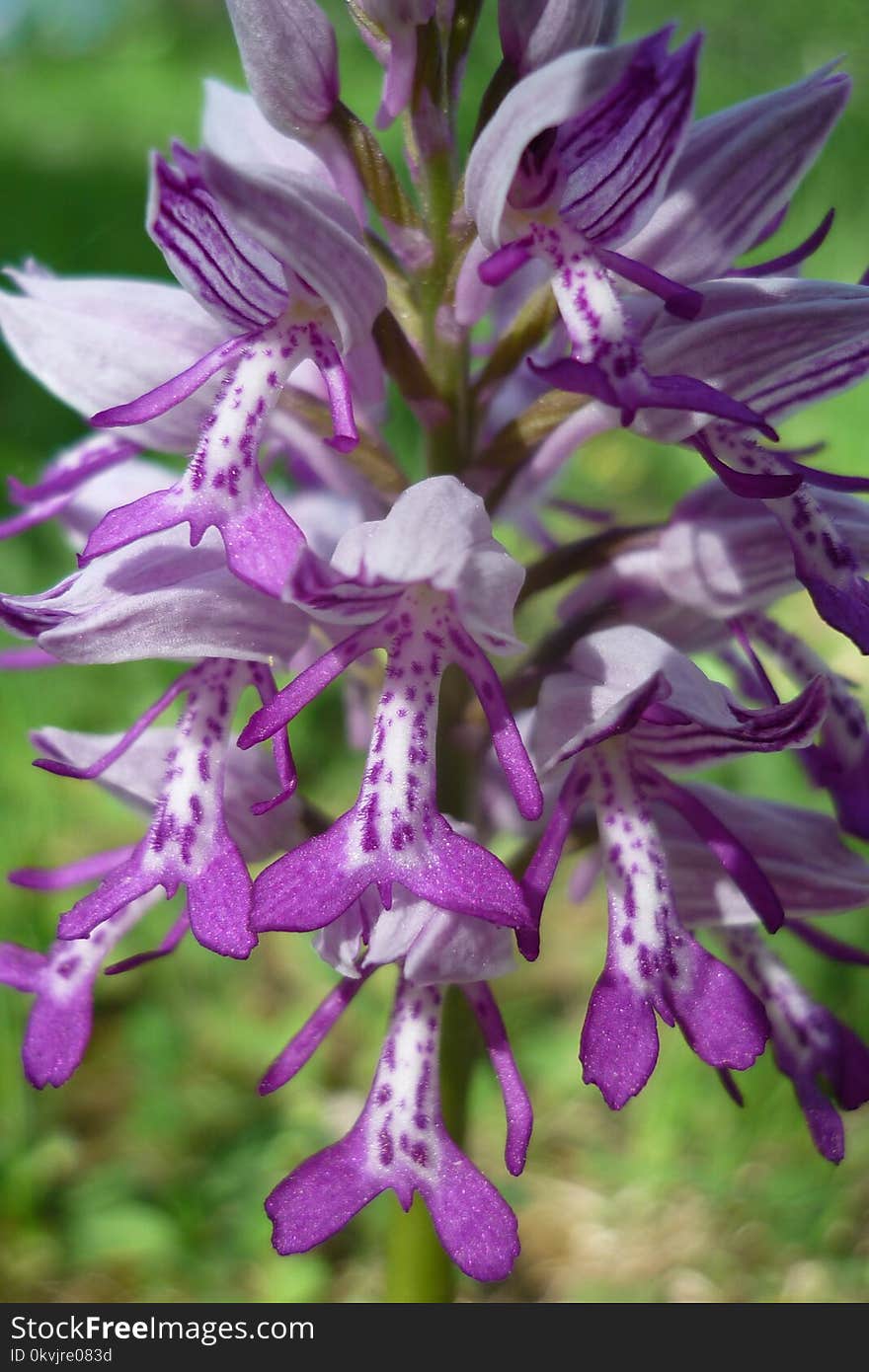 Plant, Flora, Purple, Flower