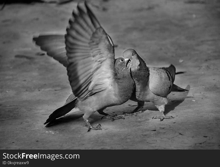 Black And White, Fauna, Monochrome Photography, Bird