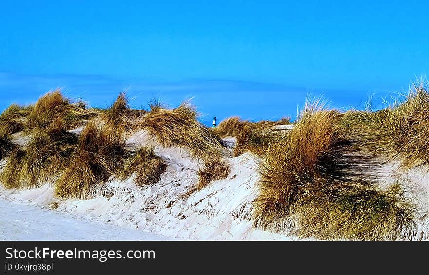 Ecosystem, Vegetation, Sky, Shore