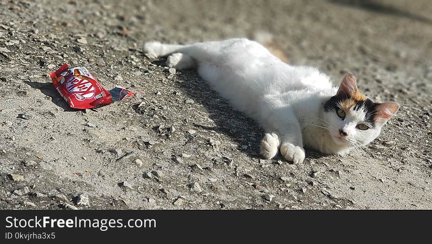 Cat, Small To Medium Sized Cats, Cat Like Mammal, Whiskers