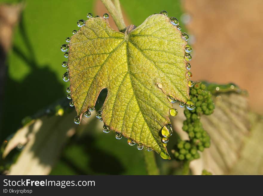 Leaf, Grapevine Family, Grape Leaves, Plant Pathology