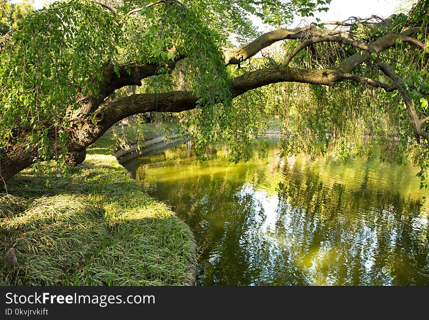 Reflection, Water, Nature, Vegetation