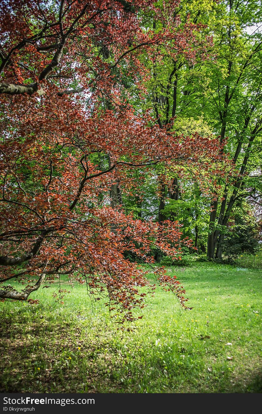 Tree, Vegetation, Woodland, Branch