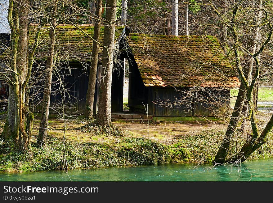 Water, Nature, Tree, Leaf