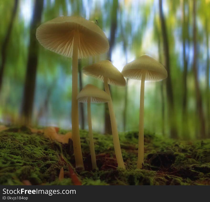 Mushroom, Fungus, Edible Mushroom, Biome