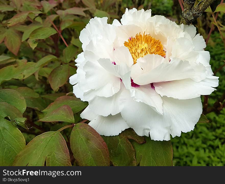 Flower, Plant, Flowering Plant, Flora