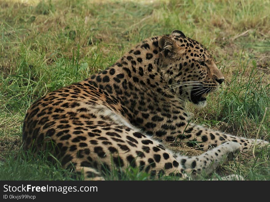 Leopard, Terrestrial Animal, Wildlife, Jaguar