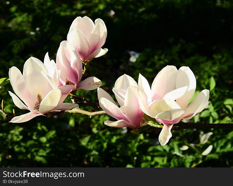 Flower, Plant, Flora, Flowering Plant