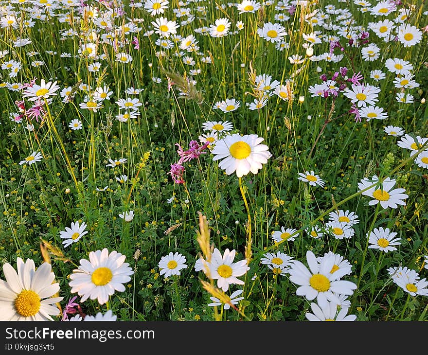 Flower, Plant, Flora, Wildflower