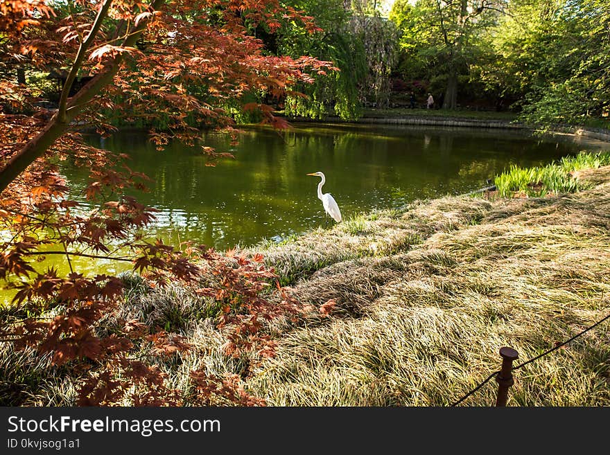 Water, Nature, Vegetation, Leaf