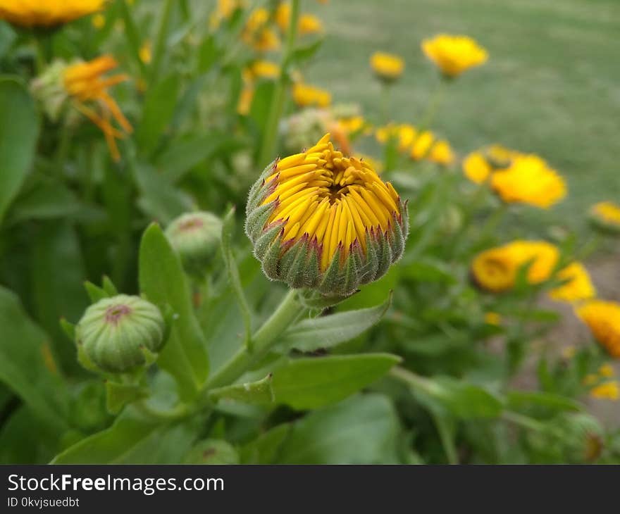 Flower, Plant, Flora, Daisy Family