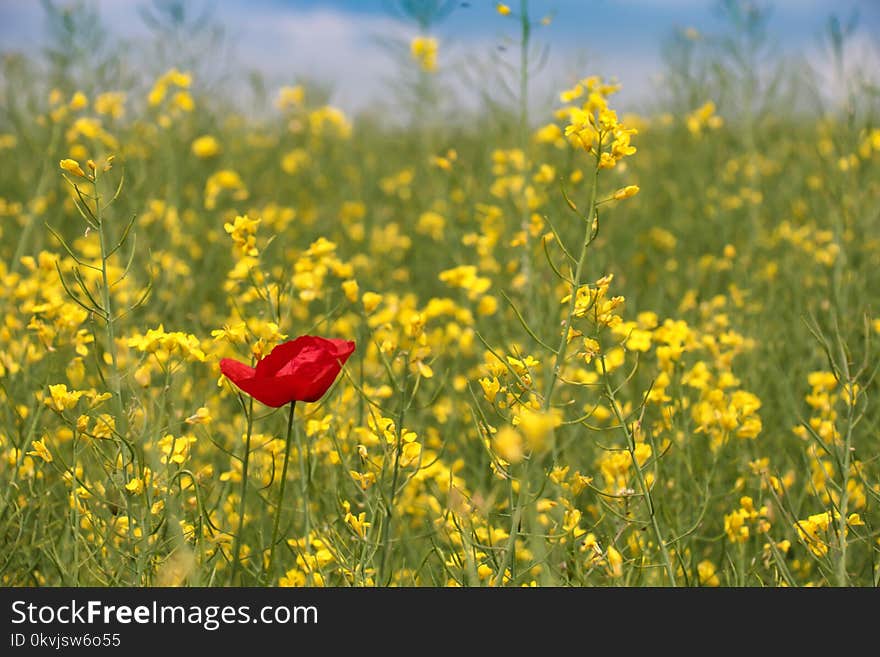 Field, Rapeseed, Ecosystem, Yellow