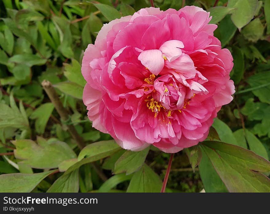 Flower, Plant, Peony, Flowering Plant