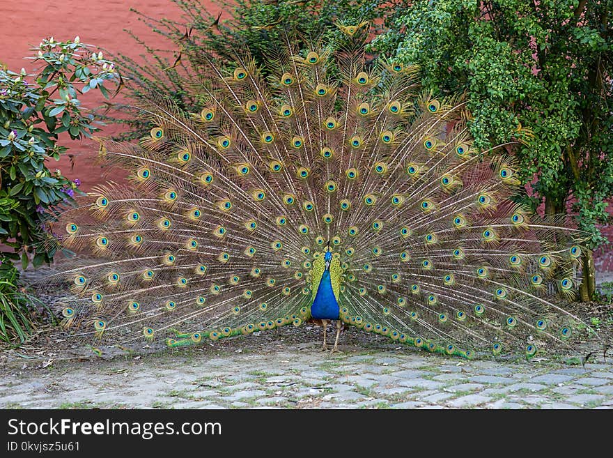 Peafowl, Bird, Galliformes, Feather