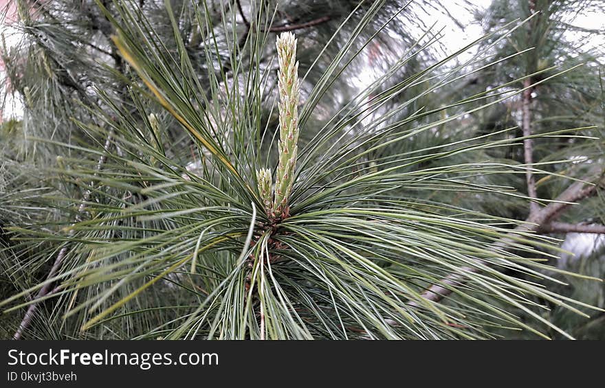 Plant, Tree, Flora, Pine