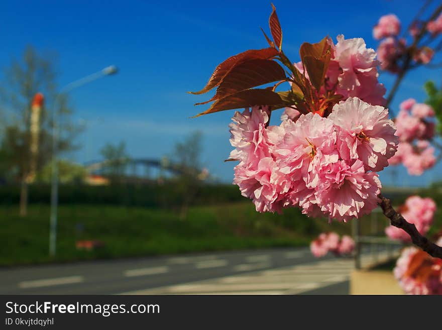 Blossom, Flower, Sky, Pink