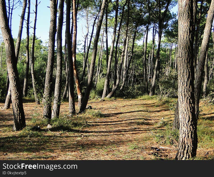 Ecosystem, Tree, Path, Woodland