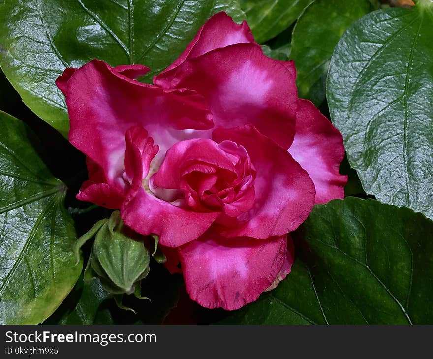 Flower, Plant, Pink, Rose Family