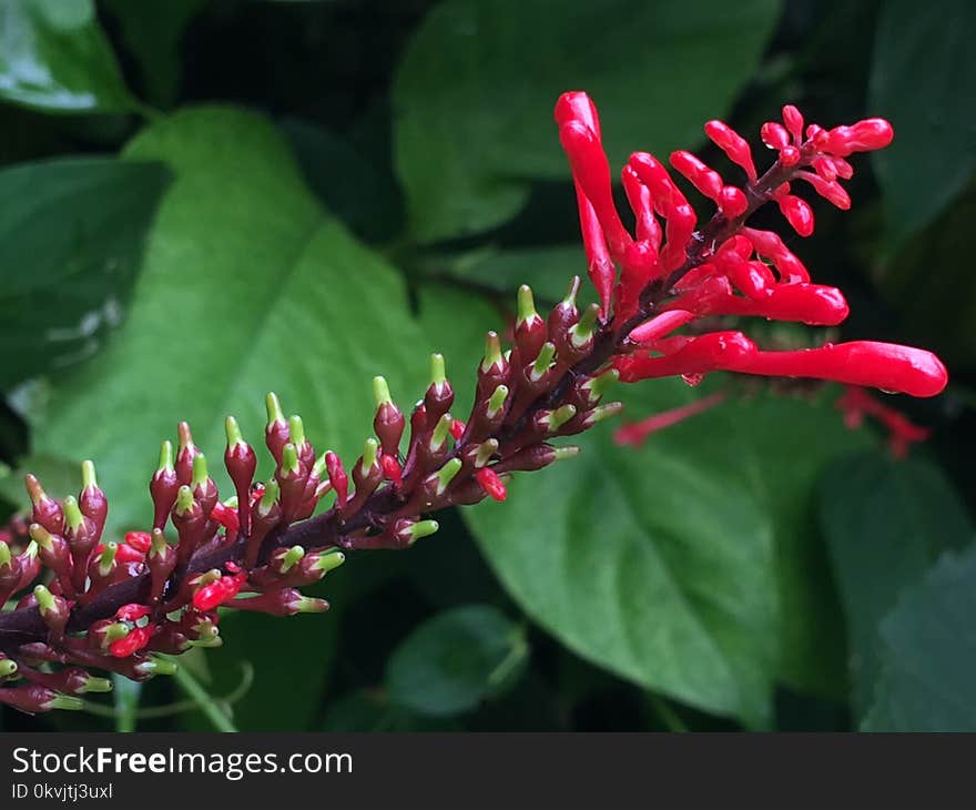 Plant, Flora, Flower, Flowering Plant