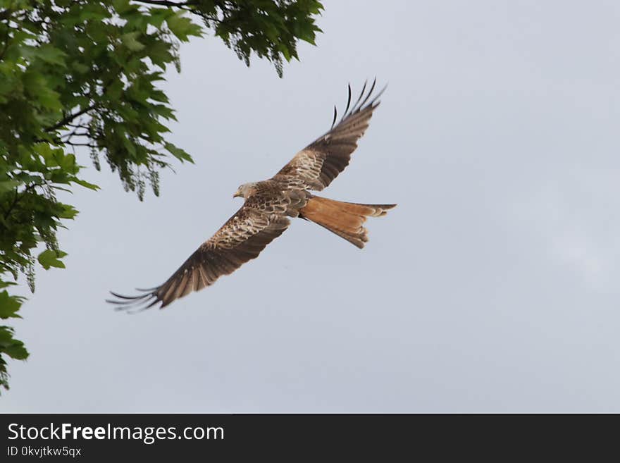 Bird, Fauna, Accipitriformes, Bird Of Prey