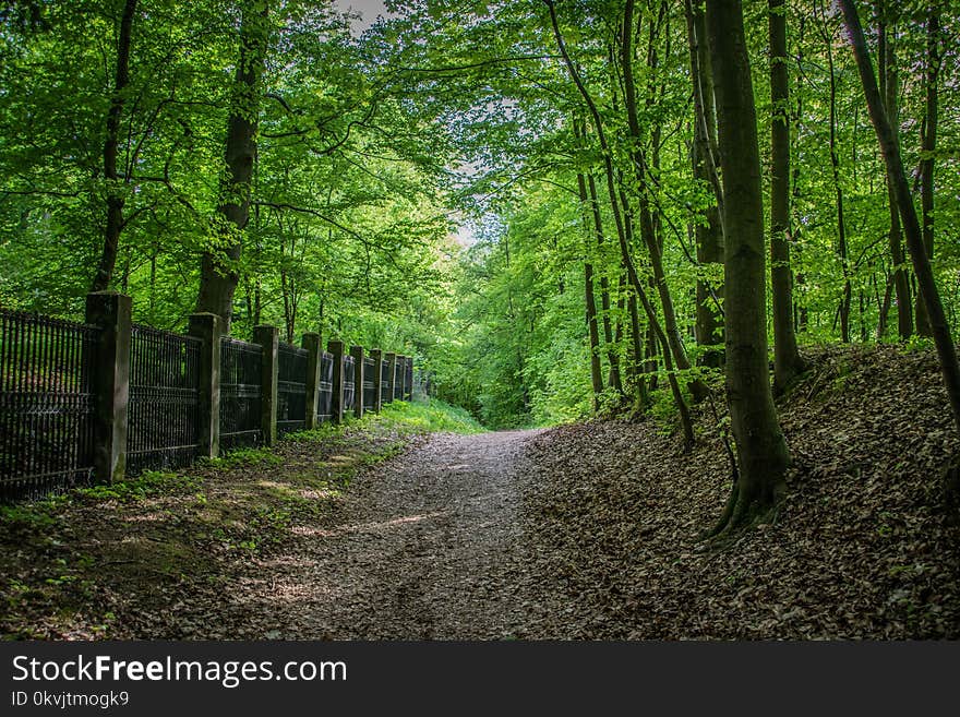 Woodland, Forest, Nature, Path